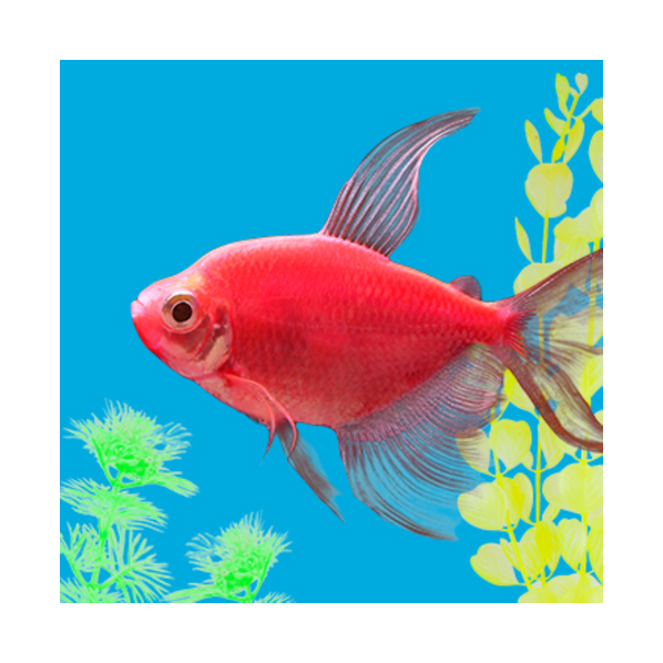 GloFish Walmart